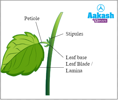 The Leaf: Types, Phyllotaxy, Modifications, Practice Problems, and FAQs ...