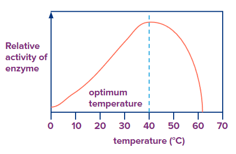 Temperature Dependence of Enzyme Activity- Enzyme, Enzyme ...